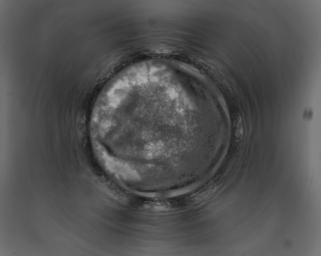 X0000091960559200710041030