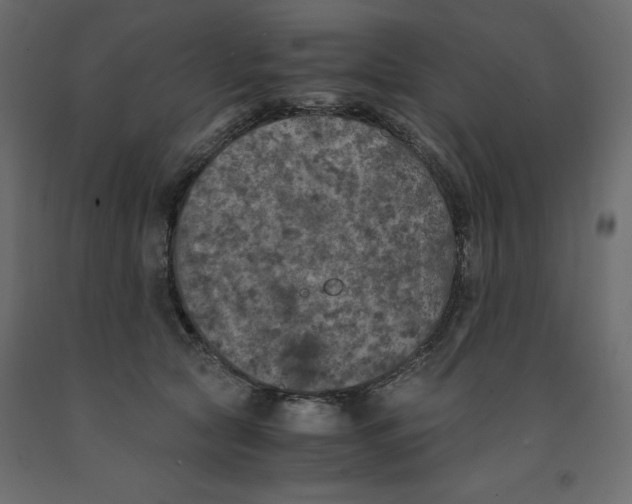X0000091960561200710041030