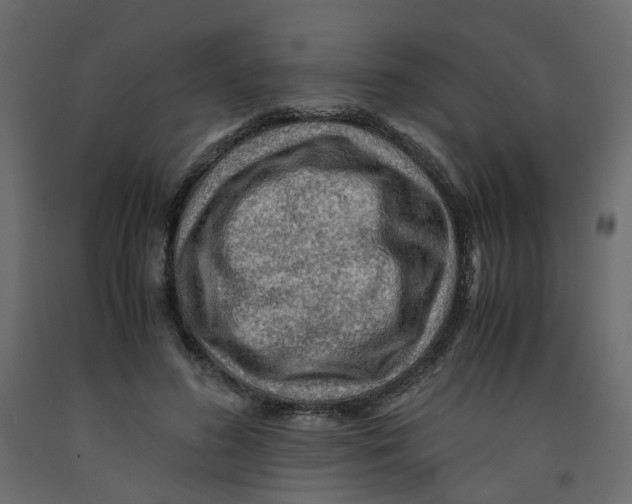 X0000091960596200710041030