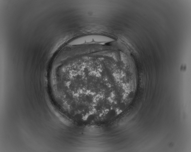 X0000091960634200710041029