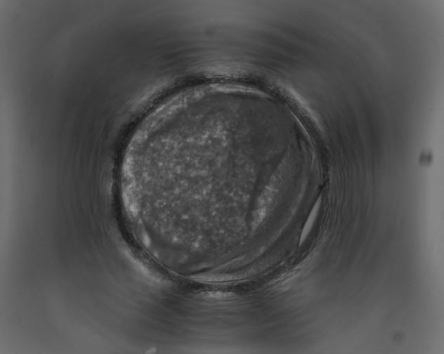 X0000091960637200710041029