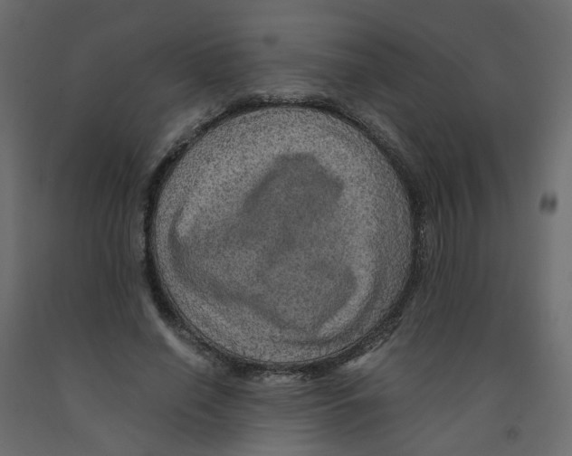 X0000091960638200710041029