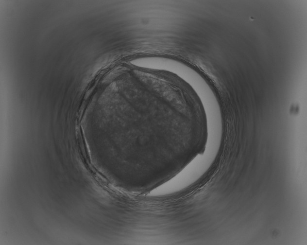 X0000091960685200710041029