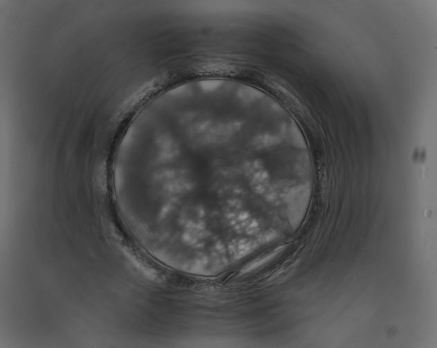 X0000091960729200710041028