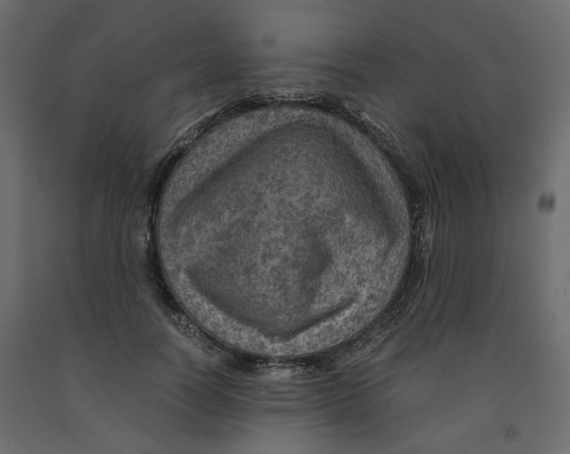 X0000091960746200710041028