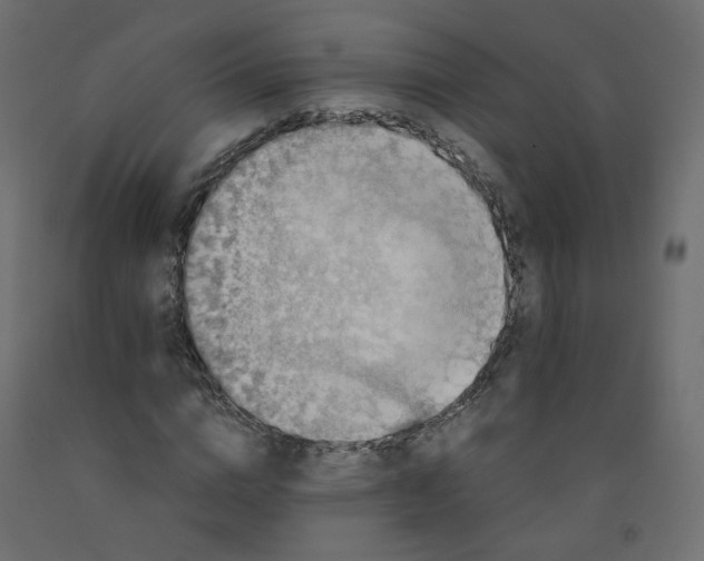 X0000091960824200710041026