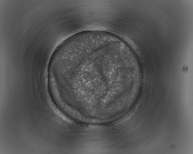 X0000091960840200710041026