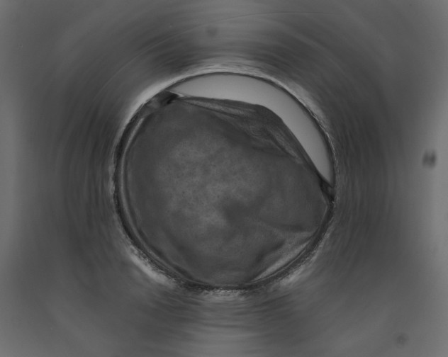 X0000091960846200710041026