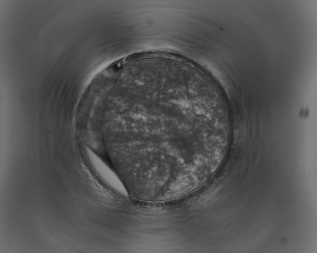 X0000091960975200710041025
