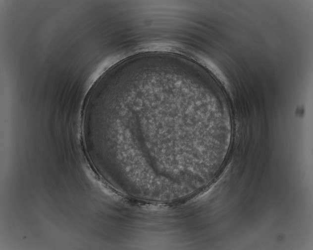 X0000091960994200710041024