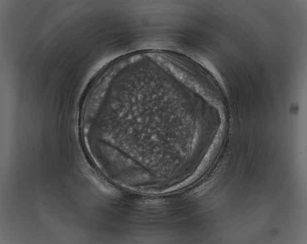 X0000091961035200710041024