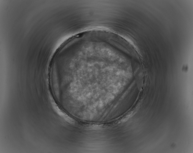 X0000091961038200710041024