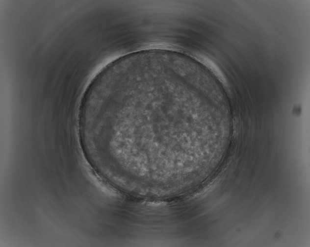 X0000091961043200710041024