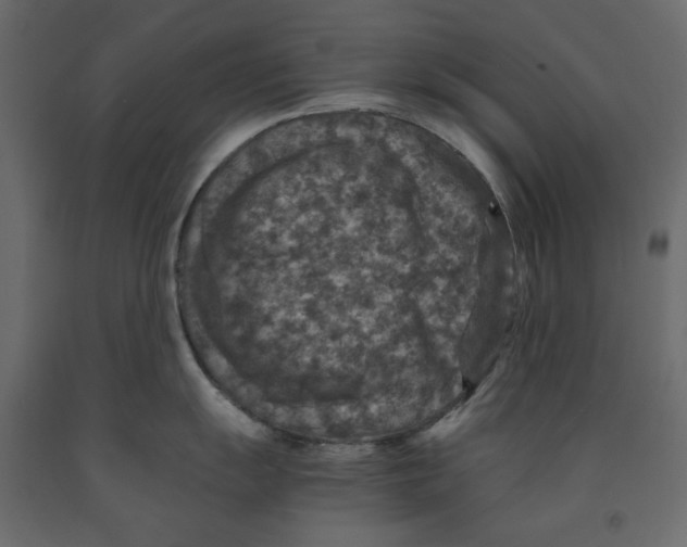 X0000091961055200710041024