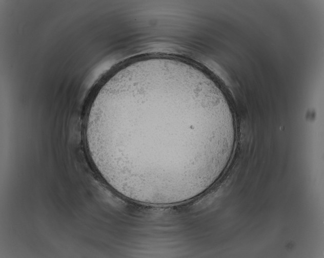 X0000091961067200710041024