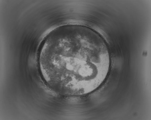X0000091961074200710041023