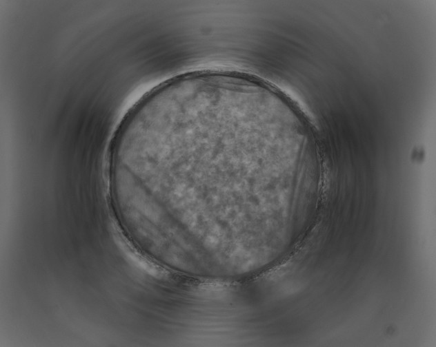 X0000091961078200710041023