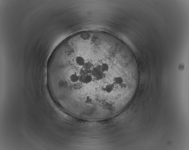 X0000091961079200710041023