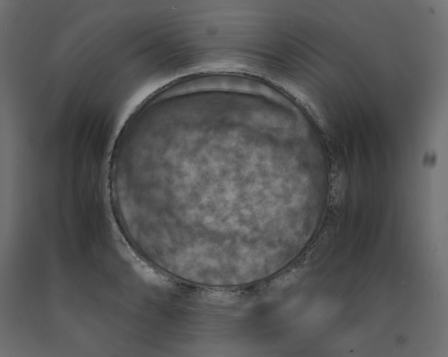 X0000091961086200710041023