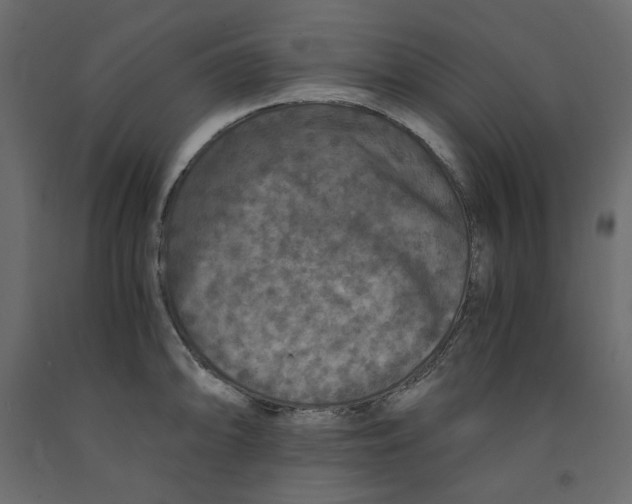 X0000091961094200710041023