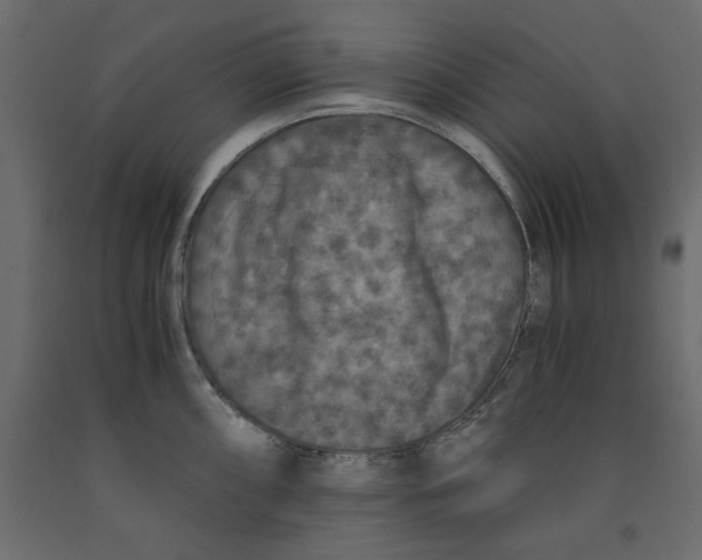 X0000091961098200710041023