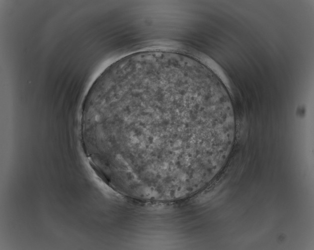 X0000091961099200710041023