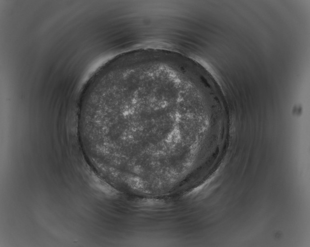 X0000091961115200710041023