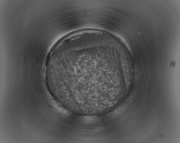 X0000091961125200710041023