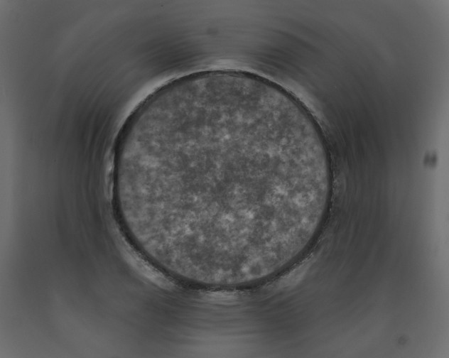 X0000091961126200710041023