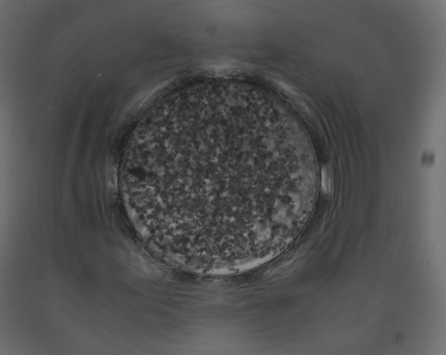 X0000091961155200710041022