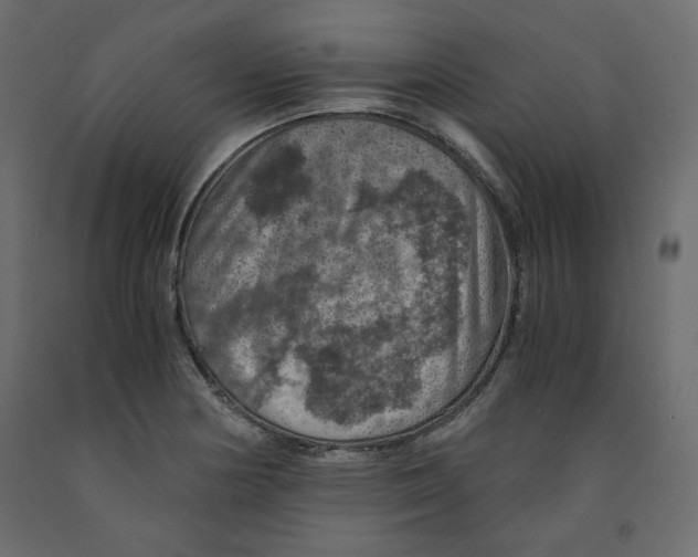 X0000091961178200710041022