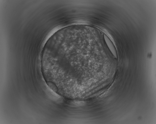 X0000091961243200710041022