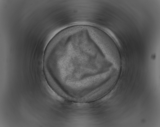 X0000091961244200710041022