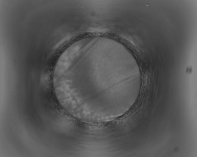 X0000091961254200710041021