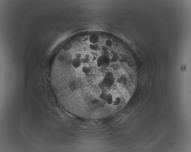 X0000091961255200710041021