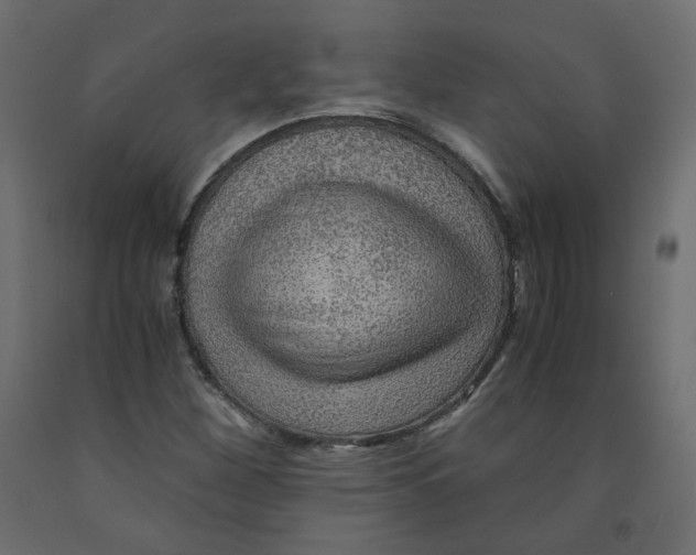 X0000091961260200710041021