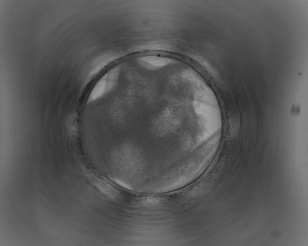 X0000091961266200710041021