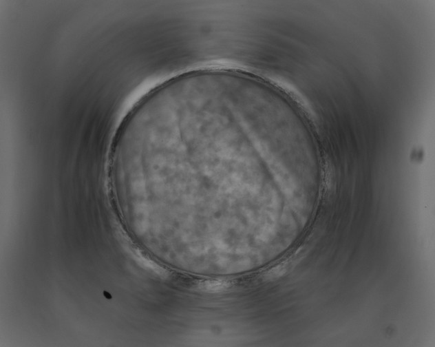 X0000091961278200710041021