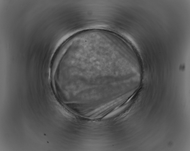 X0000091961324200710041020
