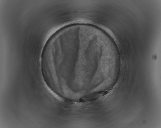 X0000091961335200710041020