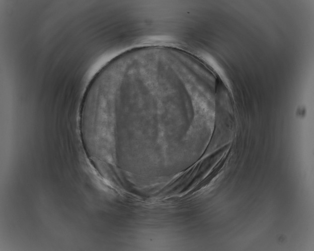 X0000091961336200710041020
