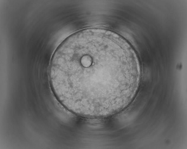 X0000091961338200710041020