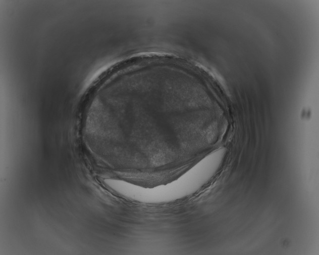 X0000091961352200710041020