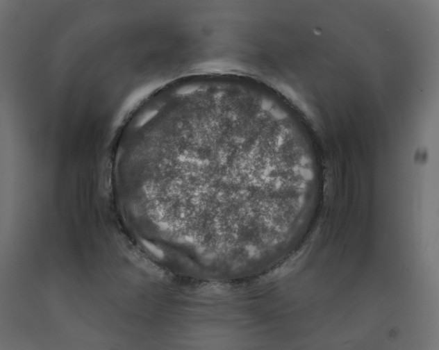 X0000091961358200710041020