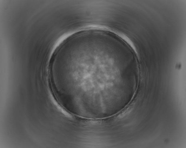 X0000091961381200710041019