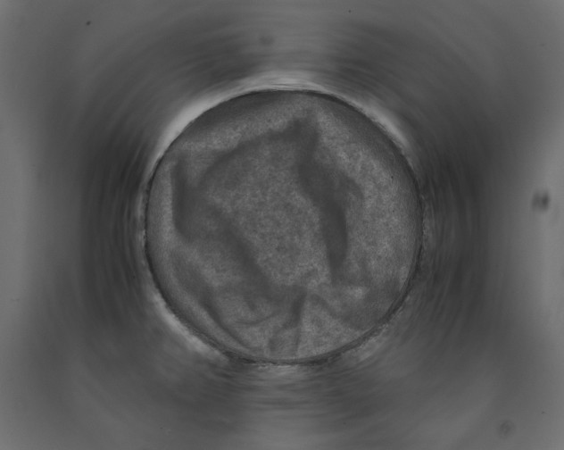 X0000091961382200710041019