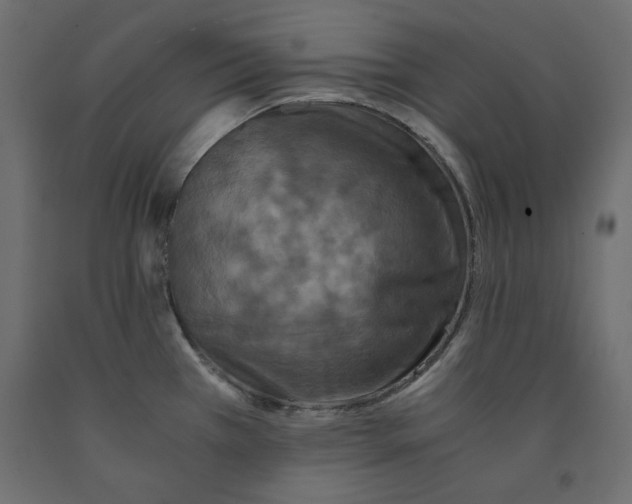 X0000091961385200710041019