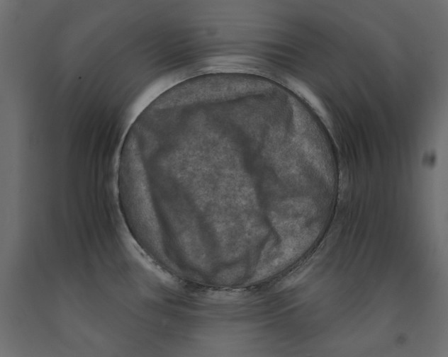 X0000091961386200710041019