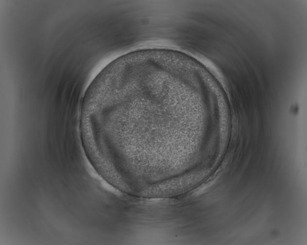 X0000091961390200710041019