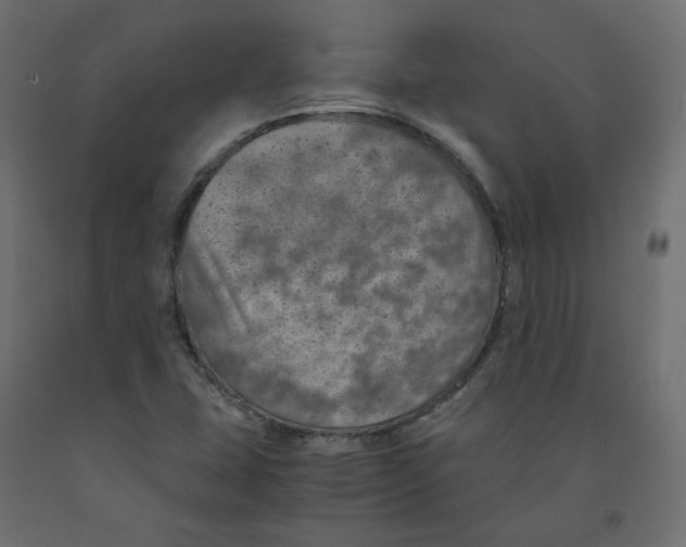 X0000091961407200710041019